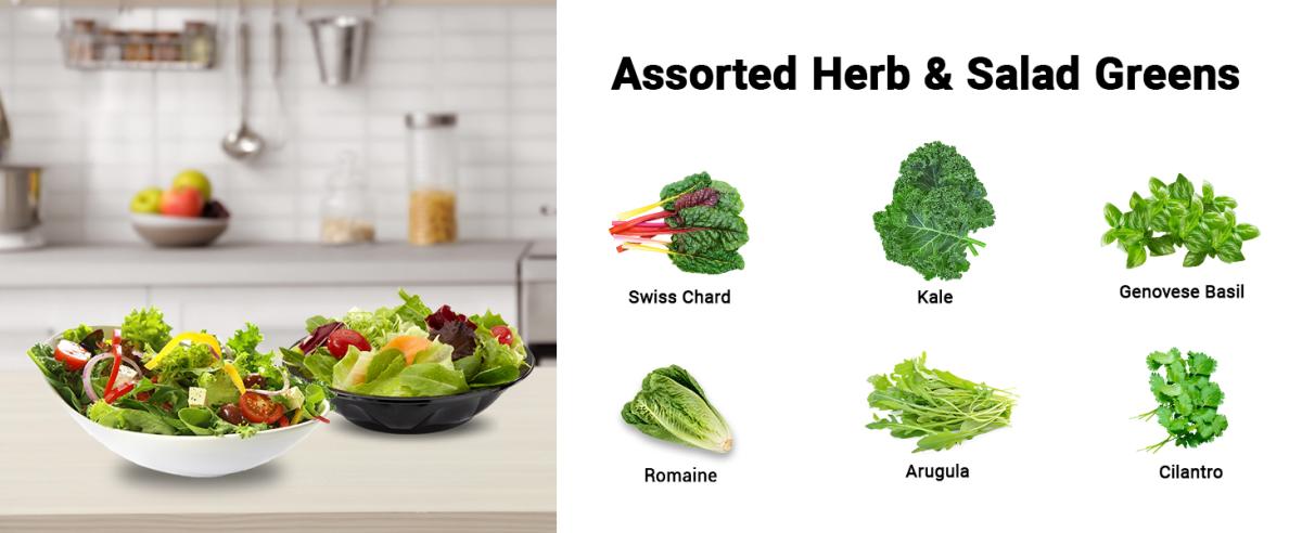 Greening with Hydroponics: Environmental Benefits