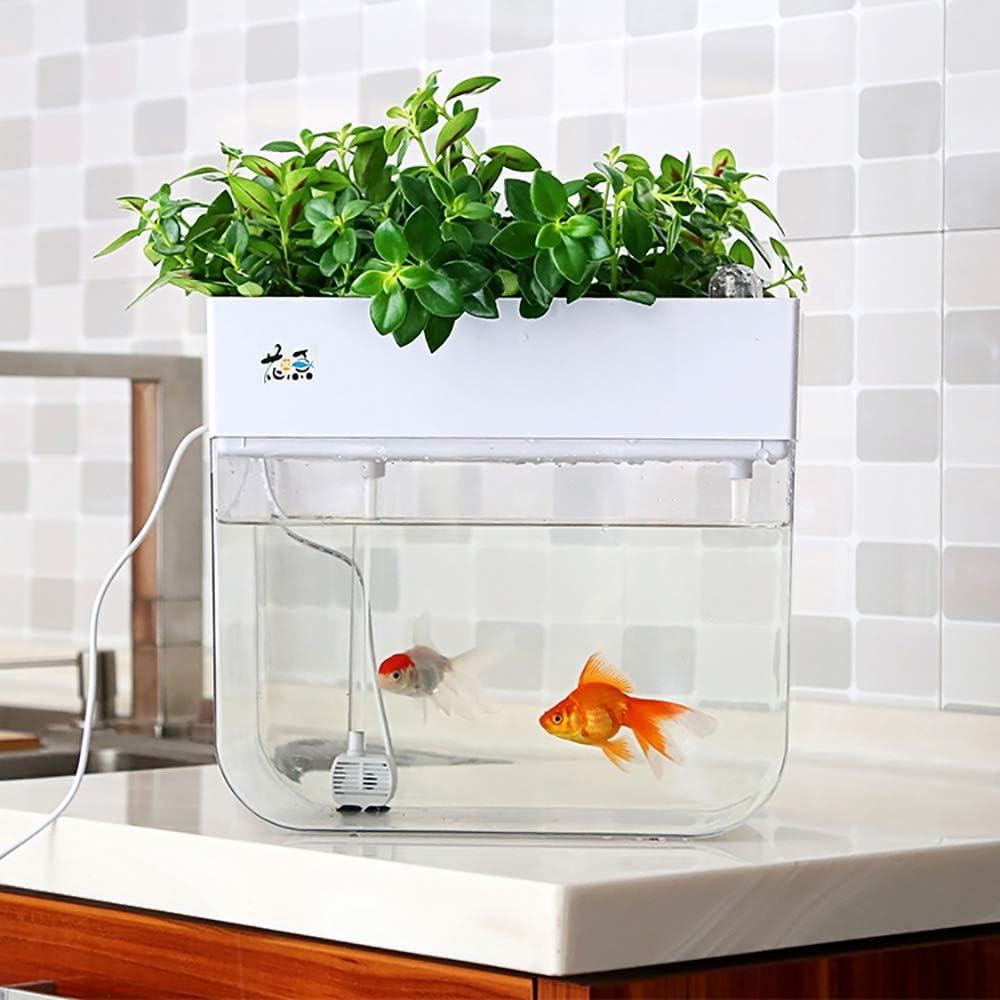 Exploring Hydroponics: Efficient Growing Without Soil.