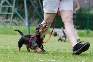 Learn valuable insights from professional trainers to become a skilled dog trainer