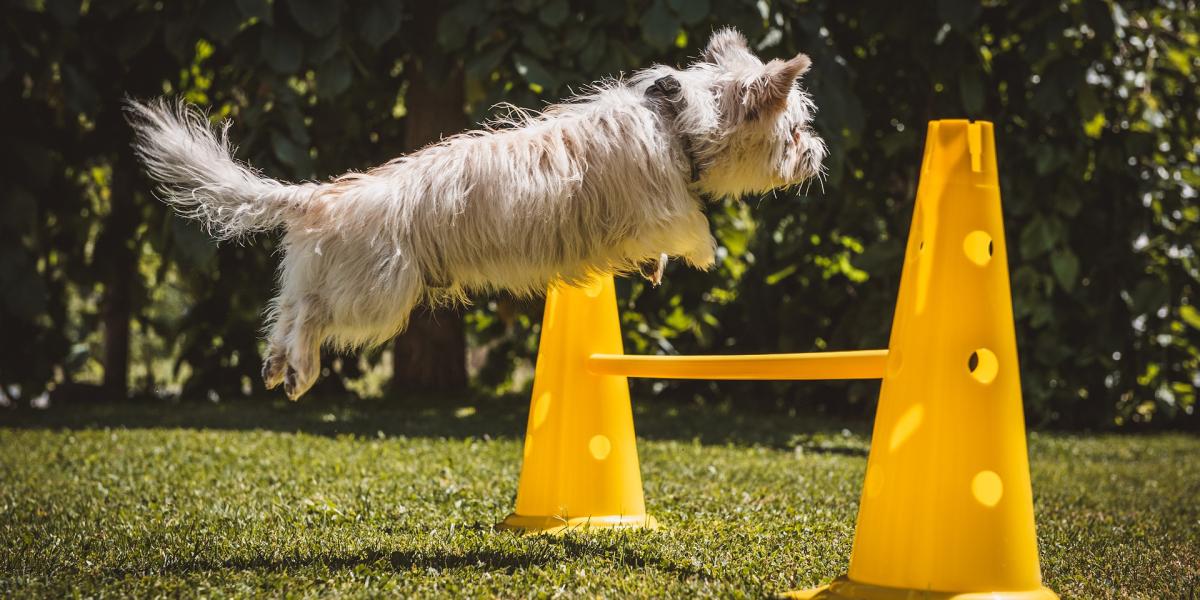 Master the Art of Dog Training: Expert Tips