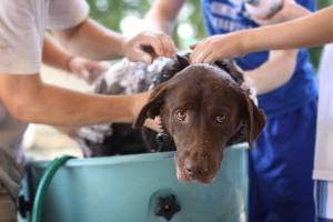 Essential tips and techniques for ensuring a successful bathing experience for your furry friend