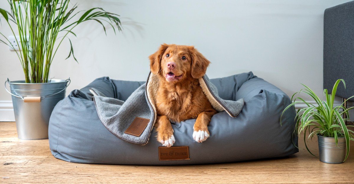 Finding the Ideal Dog Bed: A Practical Guide