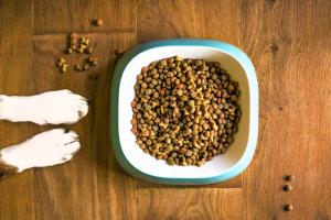 Choosing the best dog food to ensure optimal nutrition for your furry friend