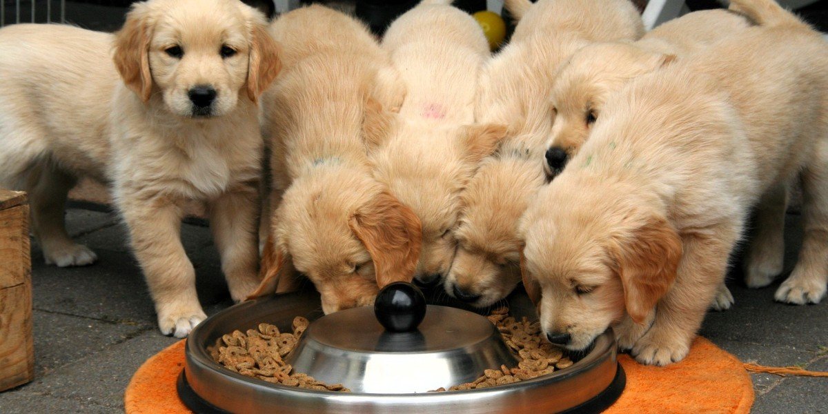 Optimal Nutrition: Selecting the Perfect Dog Food
