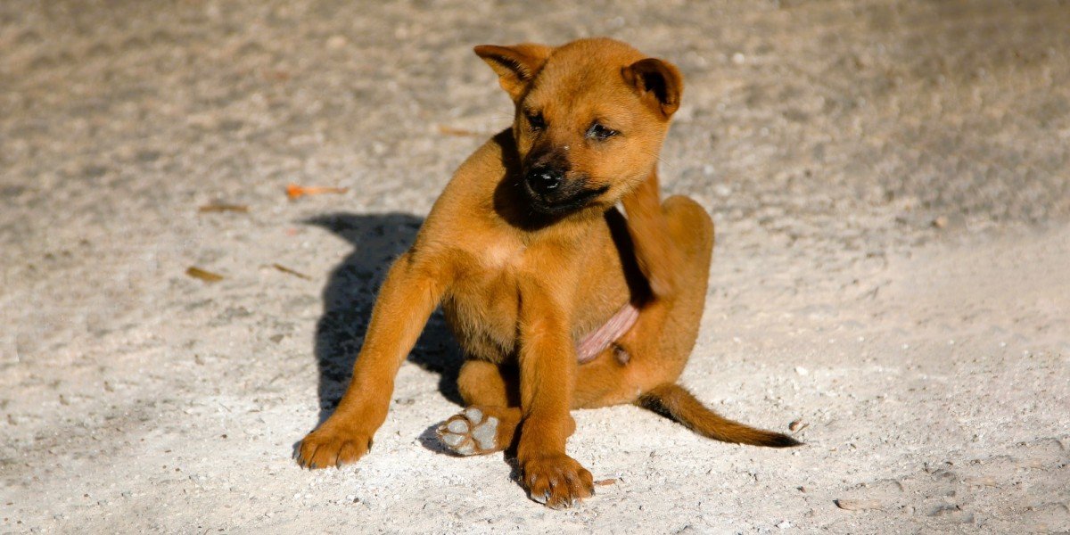 Effective Methods for Flea and Tick Prevention
