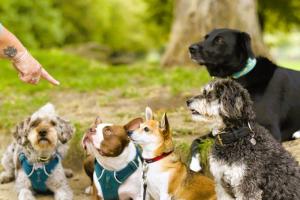 Tips and Techniques-from basic obedience to advanced tricks