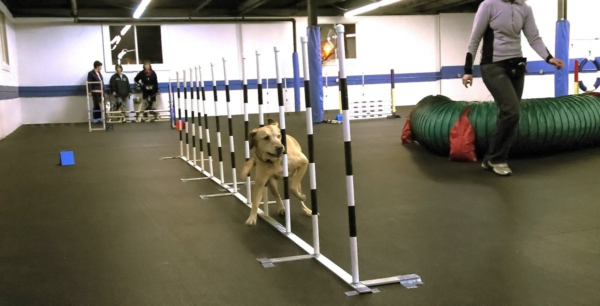 The Importance of Training Your Dog