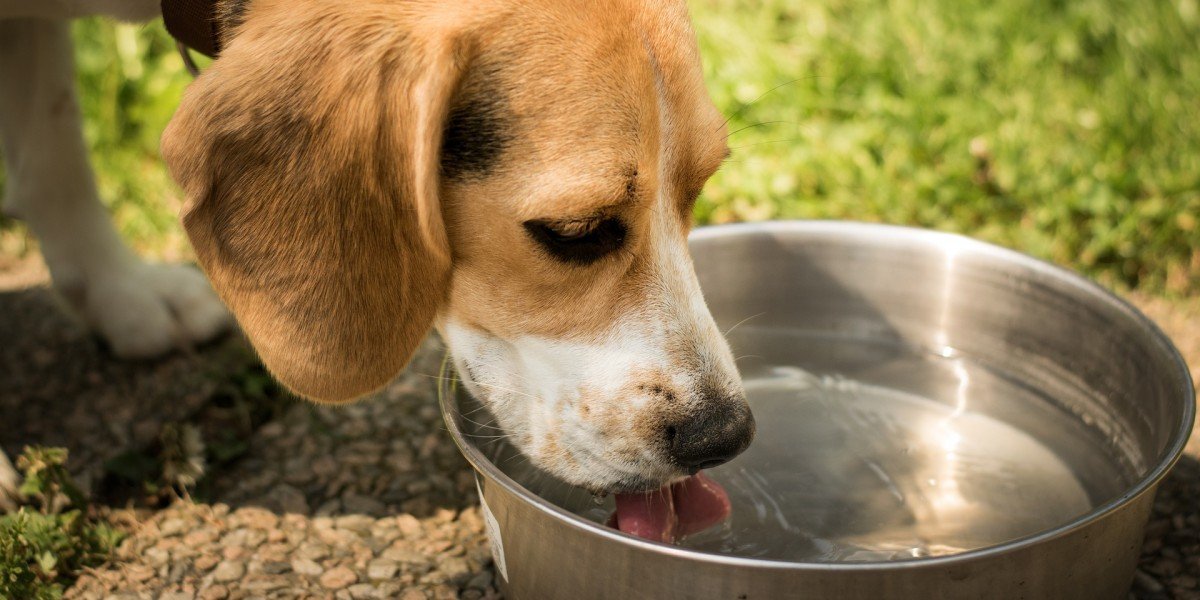 Top 10 Essential Dog Products for Every Pet Owner