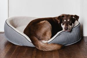 Find the Perfect Fit for Your Furry Friend