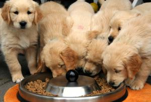 Delicious options your furry friend will actually enjoy