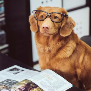 Unraveling the Mysteries of Canine Intelligence
