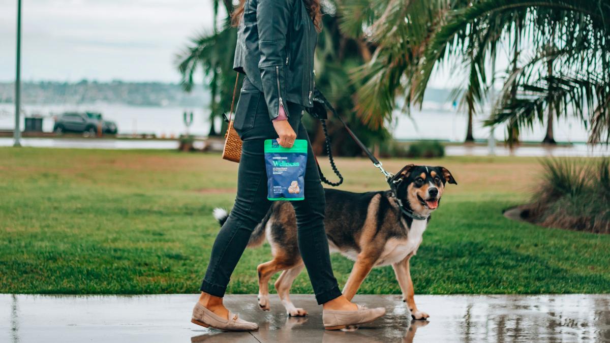 Essential Dog Walking Safety Precautions You Need to Know