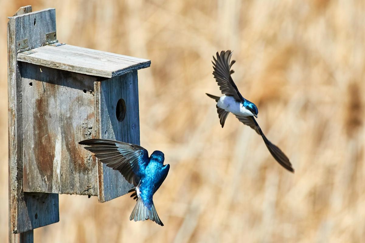 Birdhouse Types: How to Choose the Perfect Home for Every Bird