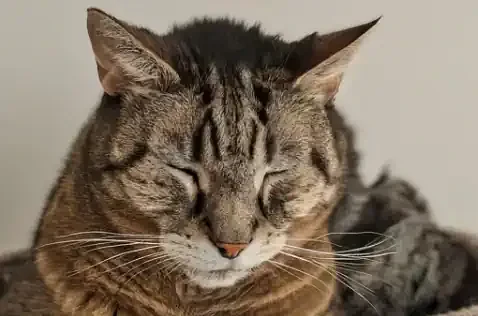 Cat Trees For Large Cats