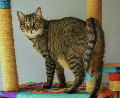 Everything You Need to Know to Make Your Cat Happy and Your Home Stylish