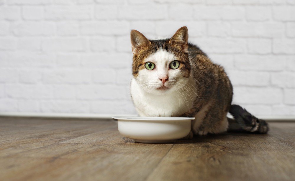 Exploring the Pros and Cons of Wet and Dry Cat Foods: A Closer Look at Feeding your Feline