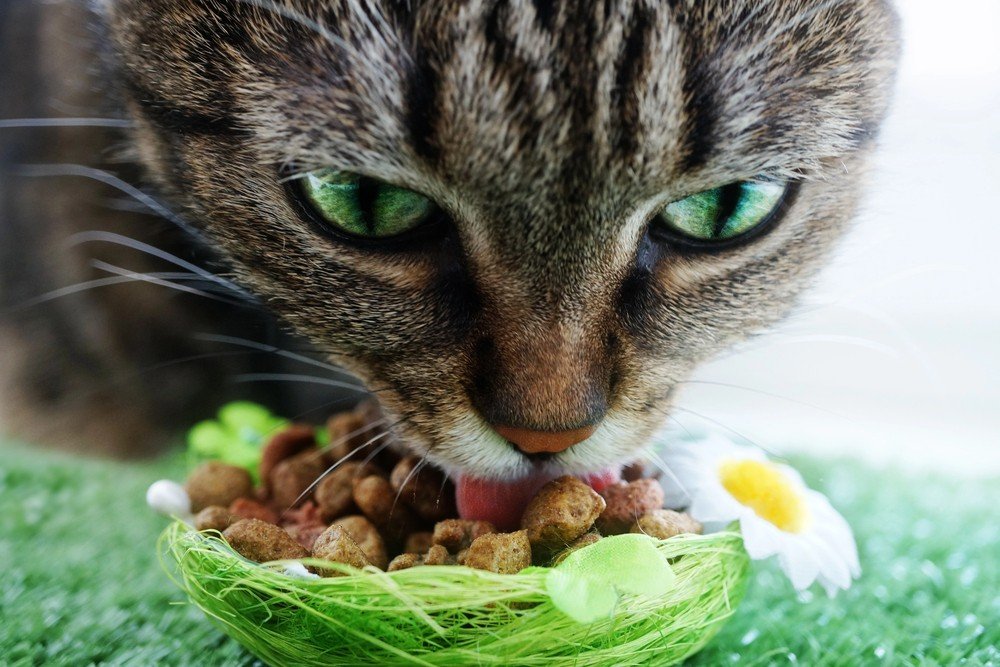 Boosting Your Cat's Health: The Benefits of Raw Cat Food