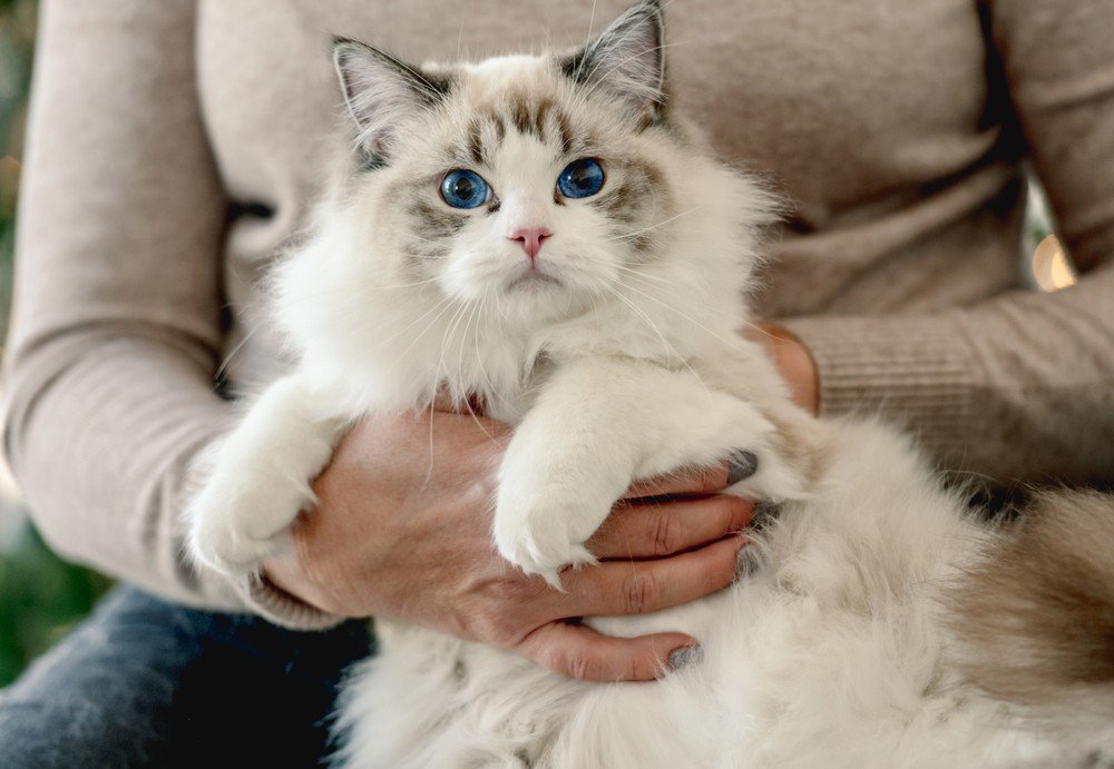 7 Must-Have Products for Every Cat Owner