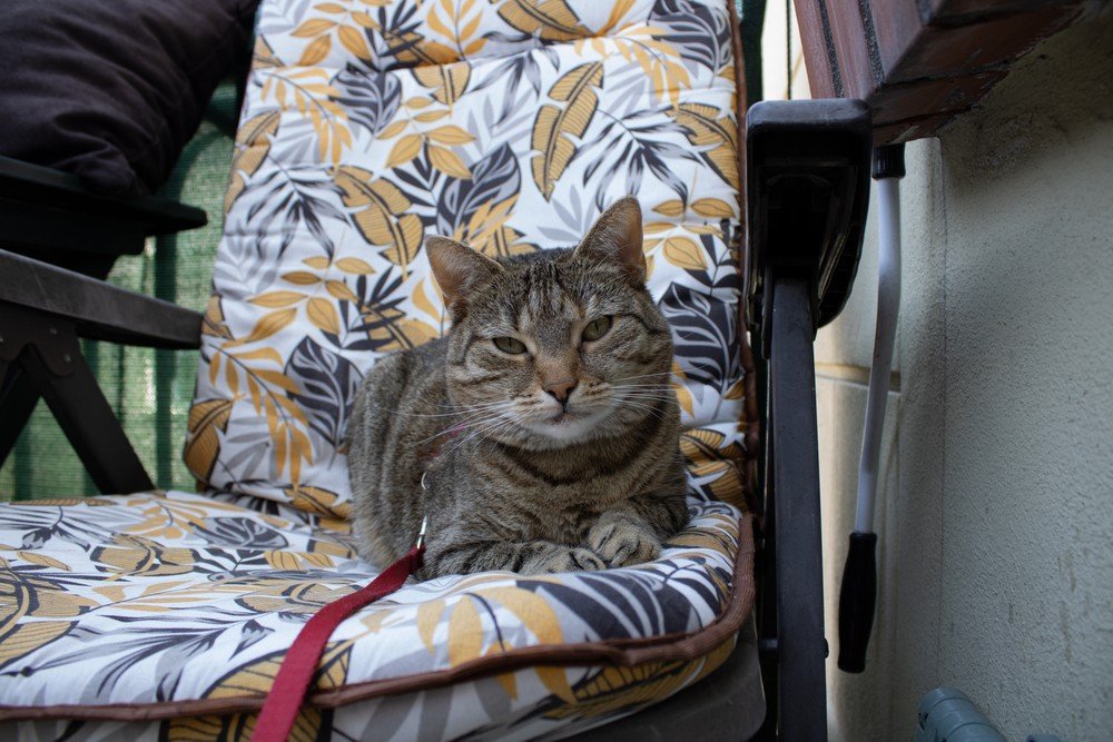 Tracing the Roots of Our Feline Friends: A Historical Look at Domestic Cats