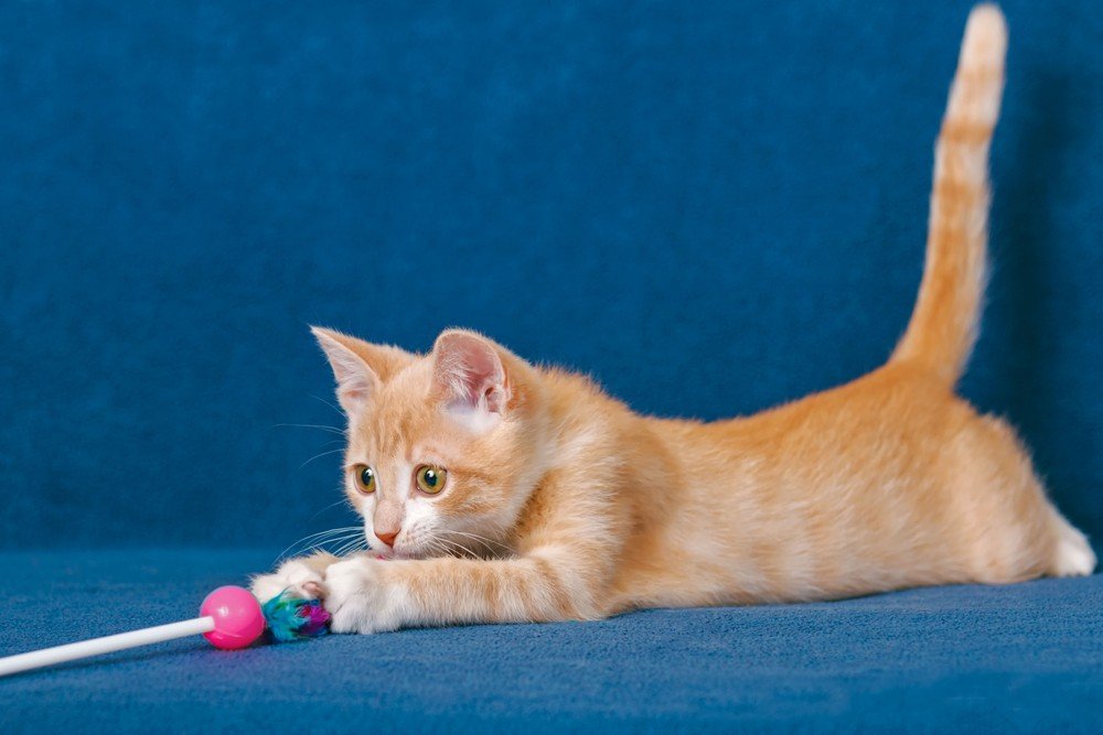 Finding Playtime Fun: The Best Cat Toys for Kittens to Senior Felines