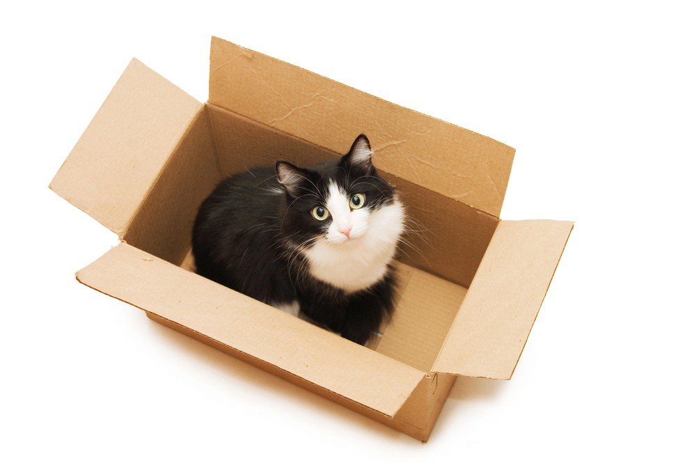 The Feline Fascination with Cardboard Containers