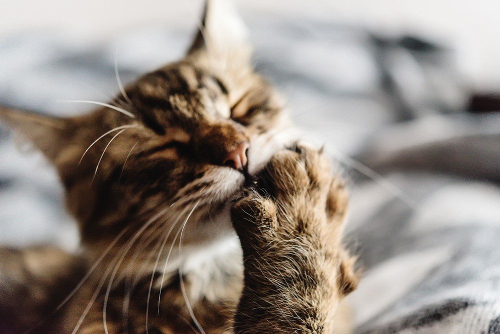 The Perks of Grooming for Your Feline Friend