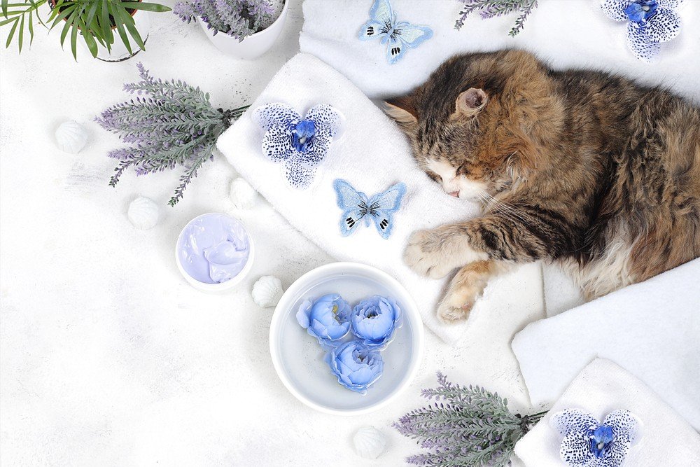 Pamper Your Feline Friend with These Luxurious Cat Products