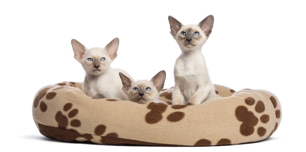 Purrfect Sleep: Cozy Beds & Blankets for Cats