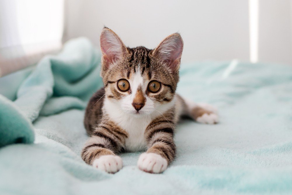 Ensure a Safe Environment: Cat-Proof Your Home