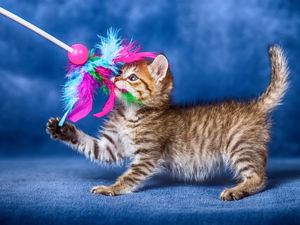 Top Cat Toys for Playful Kittens