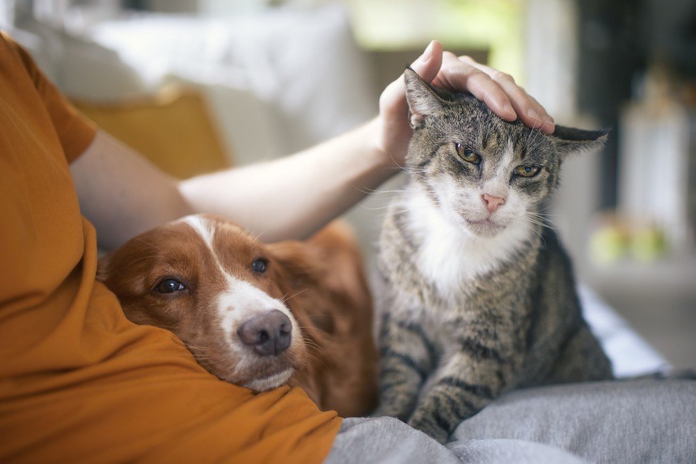 Top Senior Cat Toys for Endless Fun!