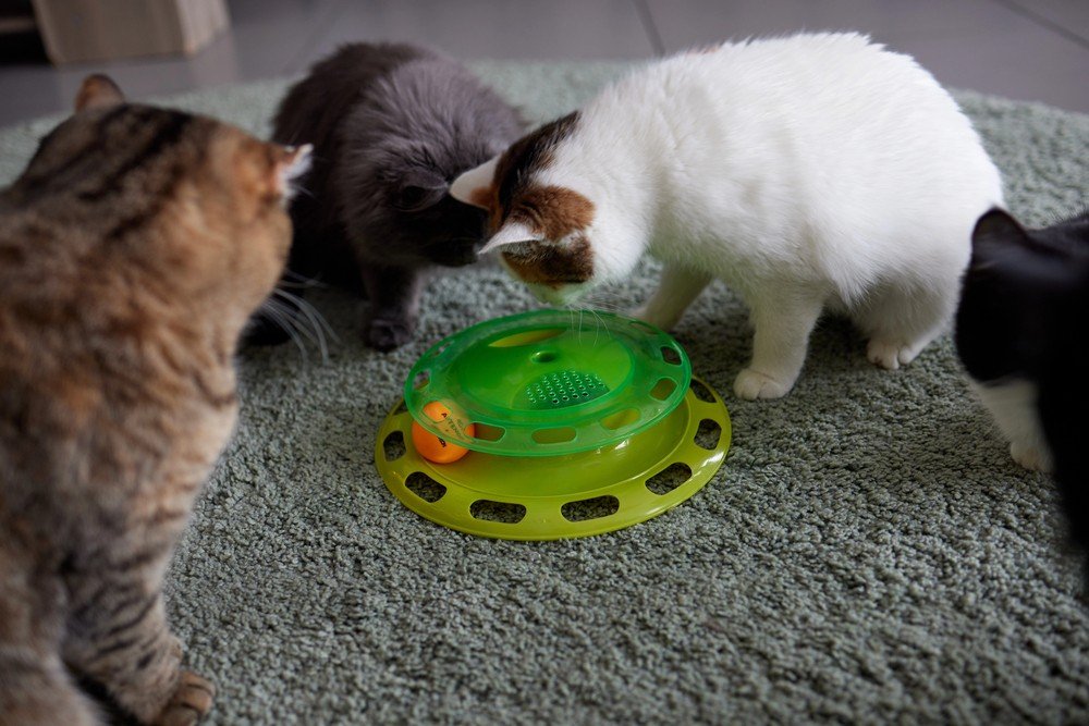 Top 8 Toys for Multi-Cat Households