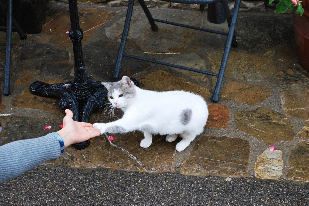 Feline Fun: Navigating Friendships with Cat Owners