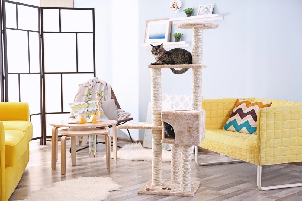 Cats and Dogs: Playful or Problematic Housemates?