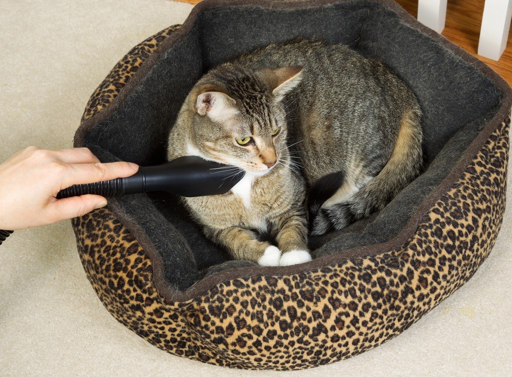How to Clean a Cat Bed Easily and Effectively