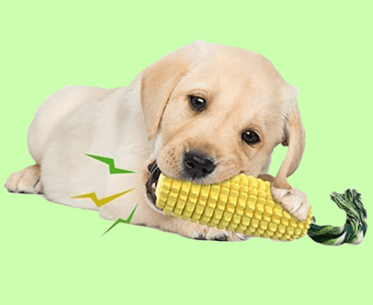 Accessories & Toys – Fun & Essential Items for Your Dog