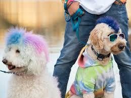 Dog Racing