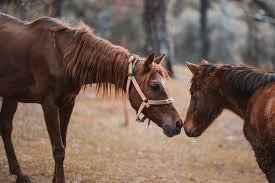 Equestrian