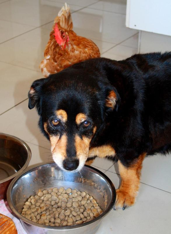 Healthy, Happy Pet Food for Nutrition