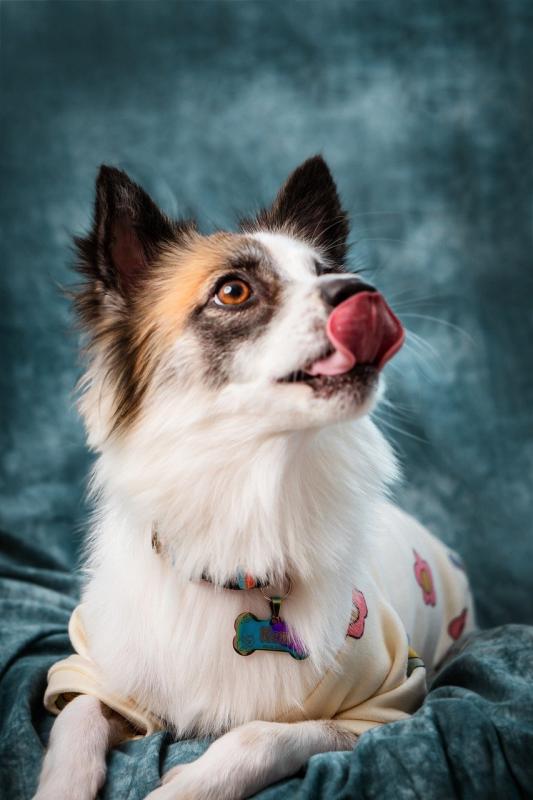 Thanks for Joining Our Pet Costume Family!