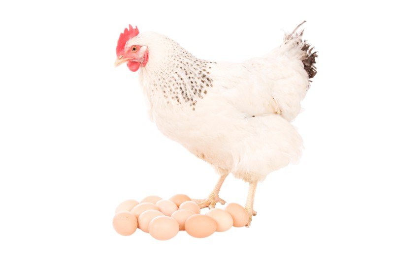 Livestock and Animals
