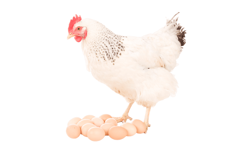 Livestock and Animals