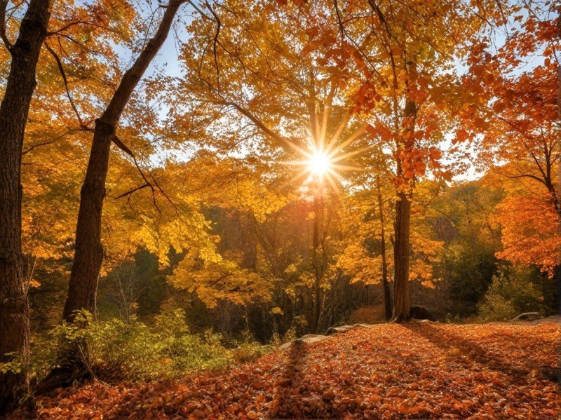 Fall Cleanup