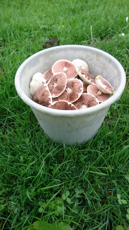 Mushrooms