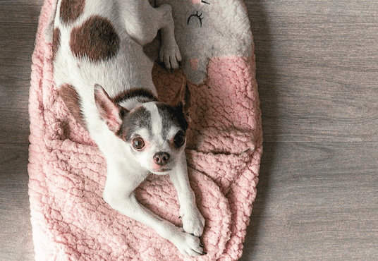 Small dog, small kibble