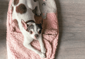 Small dog, small kibble