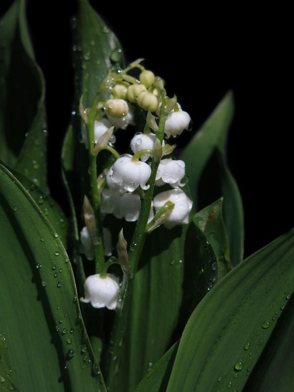 Fragrance