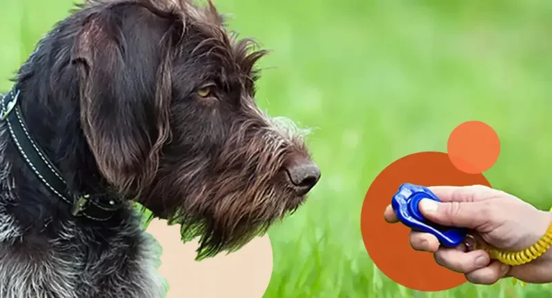 Smart Tools for Training Your Pet
