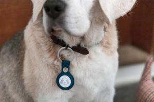 Pet Tracking Devices & GPS Collars for Dogs and Cats