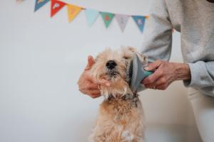 Pet Combs and Brushes for Healthy, Tangle-Free Coats